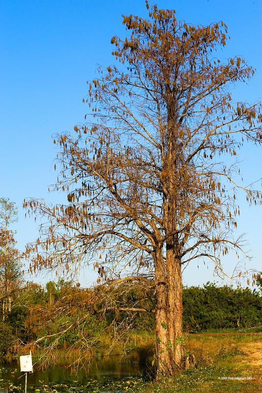 20090220_171243 D3 P1 3400x5100 srgb.jpg - Loxahatchee National Wildlife Preserve